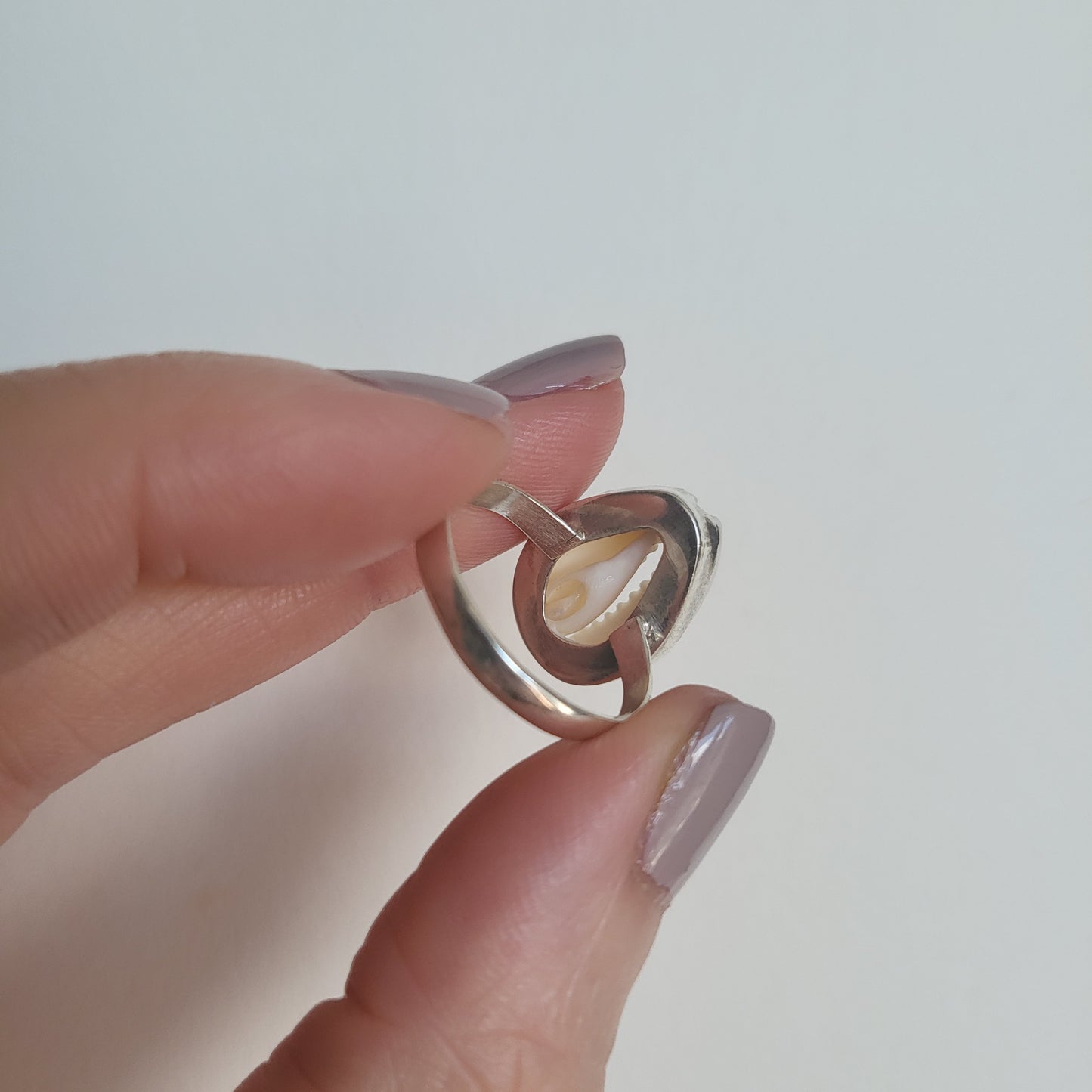 The back off a cowrie shell and silver ring held between fingers against a plain background